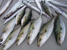 ジギング 青物 ハマチ釣り