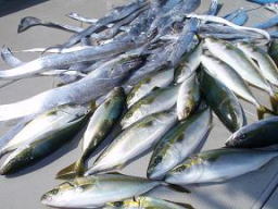 呑ませ釣り釣果