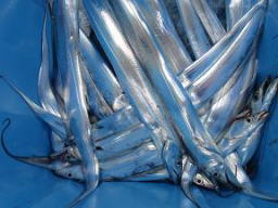 太刀魚 釣果