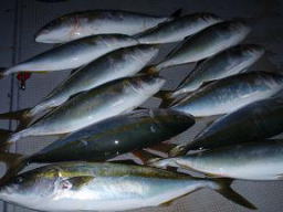青物 釣果