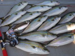 釣果 ハマチ 青物