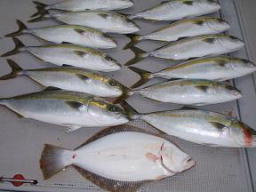 ハマチ釣り