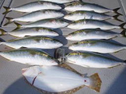 青物 釣果