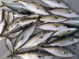 ハマチ釣果