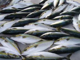 青物はまち釣りの釣果