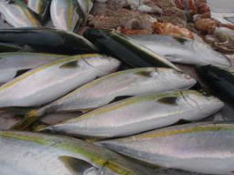 呑ませ 青物 ハマチの釣果