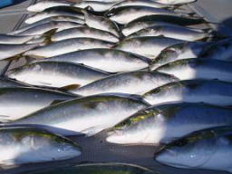 はまち釣り 釣果