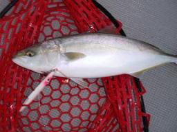 ハマチ釣り