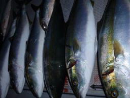 青物 ハマチ釣果