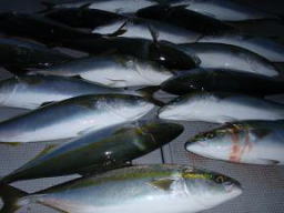 ハマチ 青物 釣果