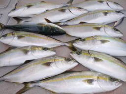 ハマチ釣果