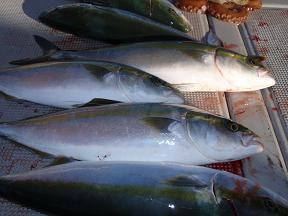 ハマチ釣り