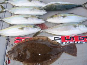 ハマチ ヒラメ 釣果