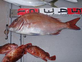 真鯛 釣り