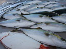 ハマチ釣り 釣果
