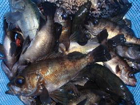 メバル釣果