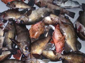 根魚