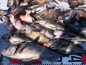 メバル ガシラ ソイ 釣果