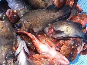 メバル ガシラ釣り 釣果
