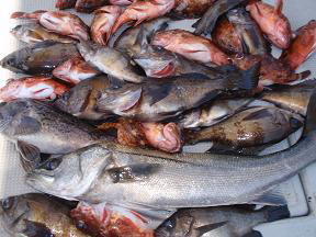 メバル ガシラ釣り 釣果