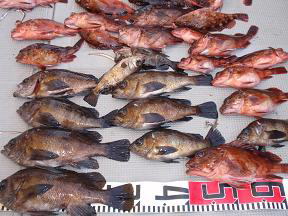 メバル ガシラ 釣果