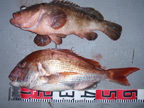 鯛釣り 釣果