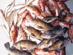メバル めばる がしら ガシラ 釣果