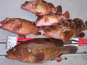 アコウ釣り 釣果