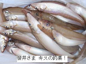 キス釣り釣果