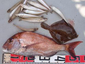 真鯛 鯛釣り 釣果