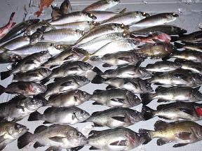 半夜 メバル釣り釣果
