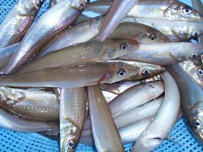 キス釣り釣果