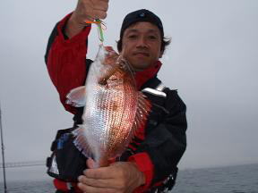 真鯛釣り 釣果
