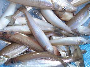 キス釣り釣果