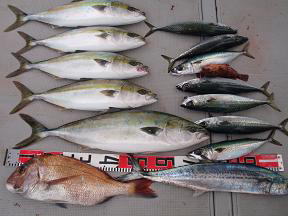 ジギング 青物 ハマチ メジロ 釣果