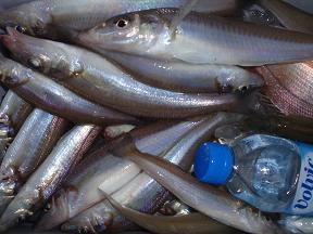 キス釣り 釣果