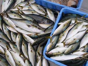 青物 釣果