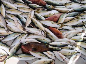釣果 青物 ハマチ ツバス
