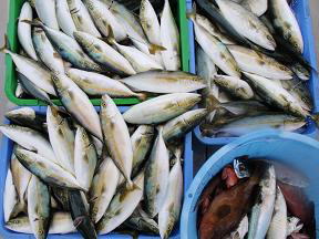 喰わせ釣り釣果