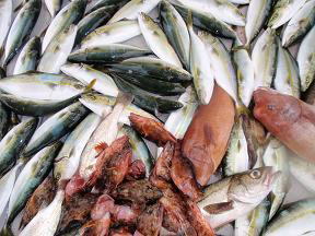 落とし込み 喰わせ釣り