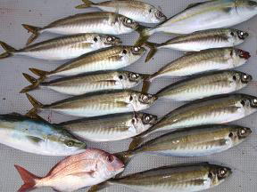 アジ 鯵釣り