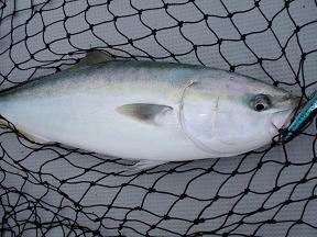 ハマチ釣り