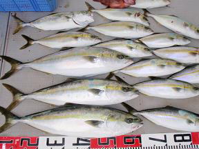 青物 ハマチ メジロ釣果