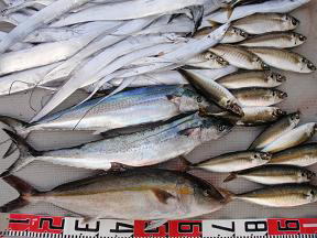 トツカ鯵釣り 釣果
