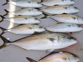 青物メジロ釣果