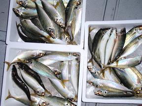 鯵釣り 釣果