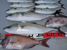 青物 メジロ 真鯛 釣果