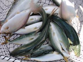 青物 メジロ釣果