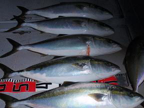 青物 メジロ釣果