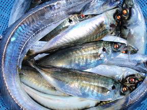 太刀魚 鯵 釣果